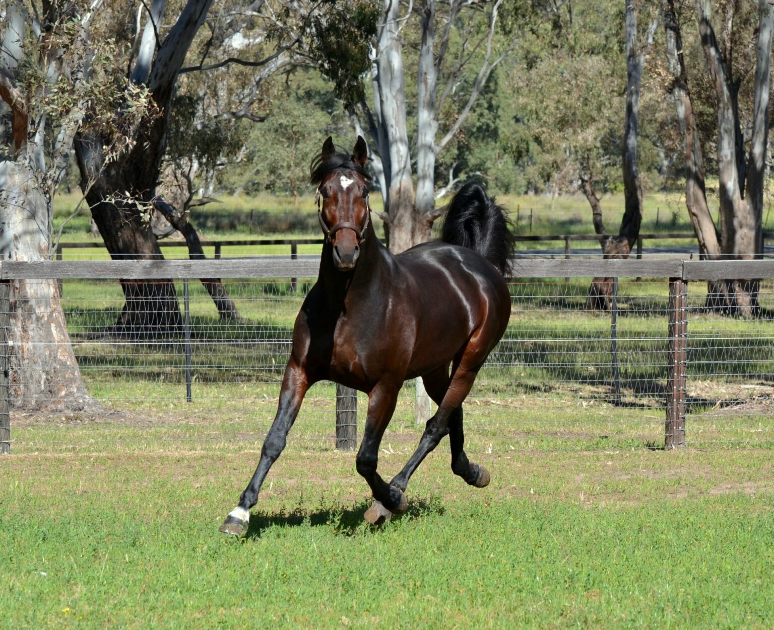 Harness Racing Farm Faces of the Sport - New Yorkers for Harness Racing